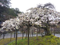 大原野02