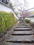 勝持寺05