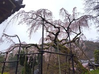 善峯寺10