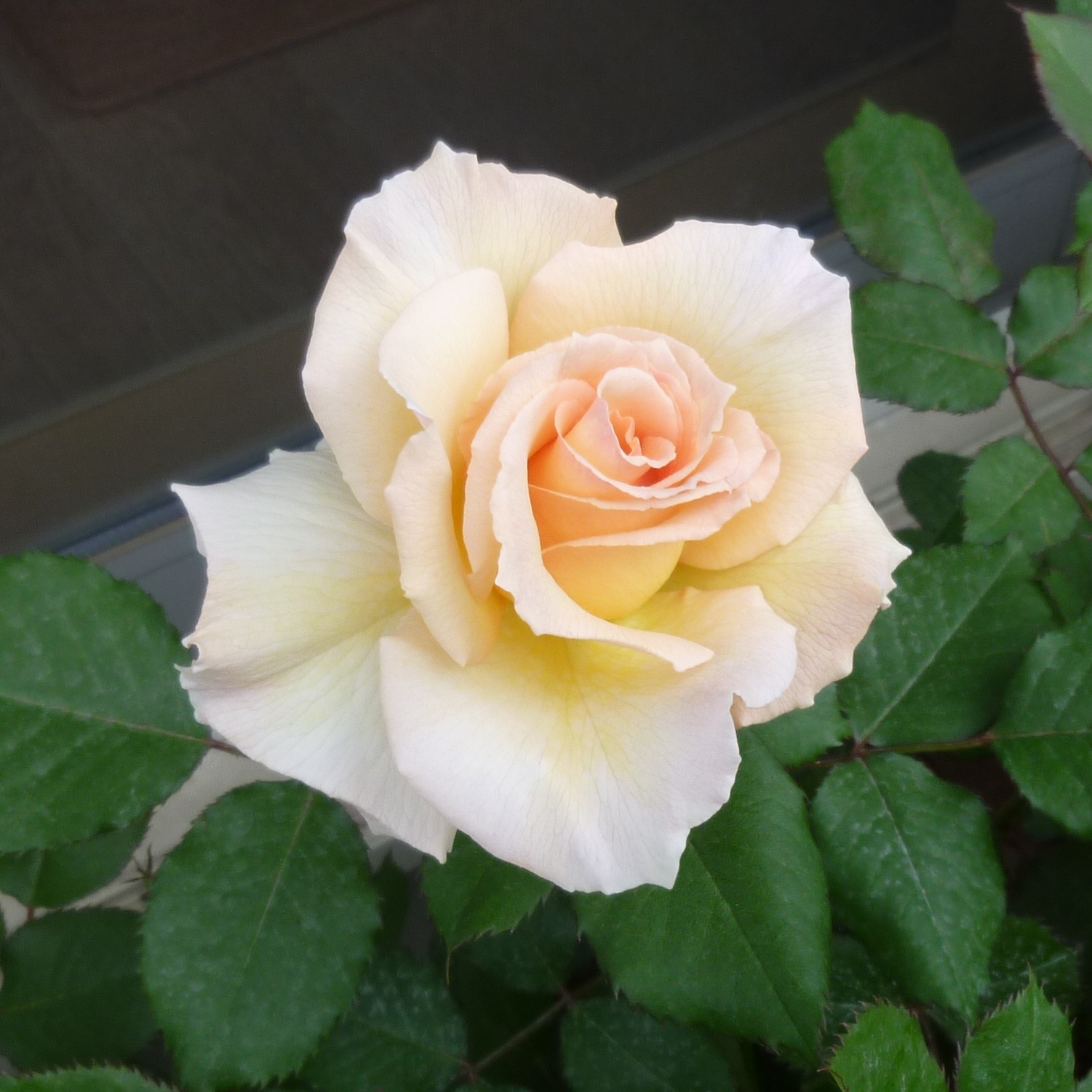 獅子の泉でつかまえて