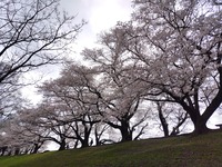 淀川5