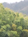 大原野11
