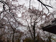 勝持寺07