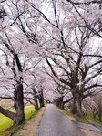 淀川2