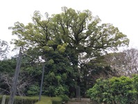 石清水03