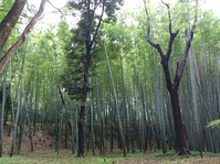 石清水13