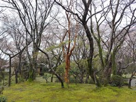 勝持寺02