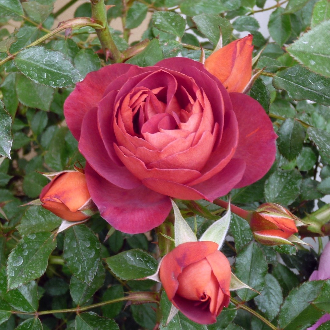 獅子の泉でつかまえて