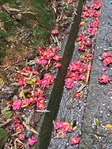 大原野08