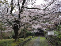大原野06