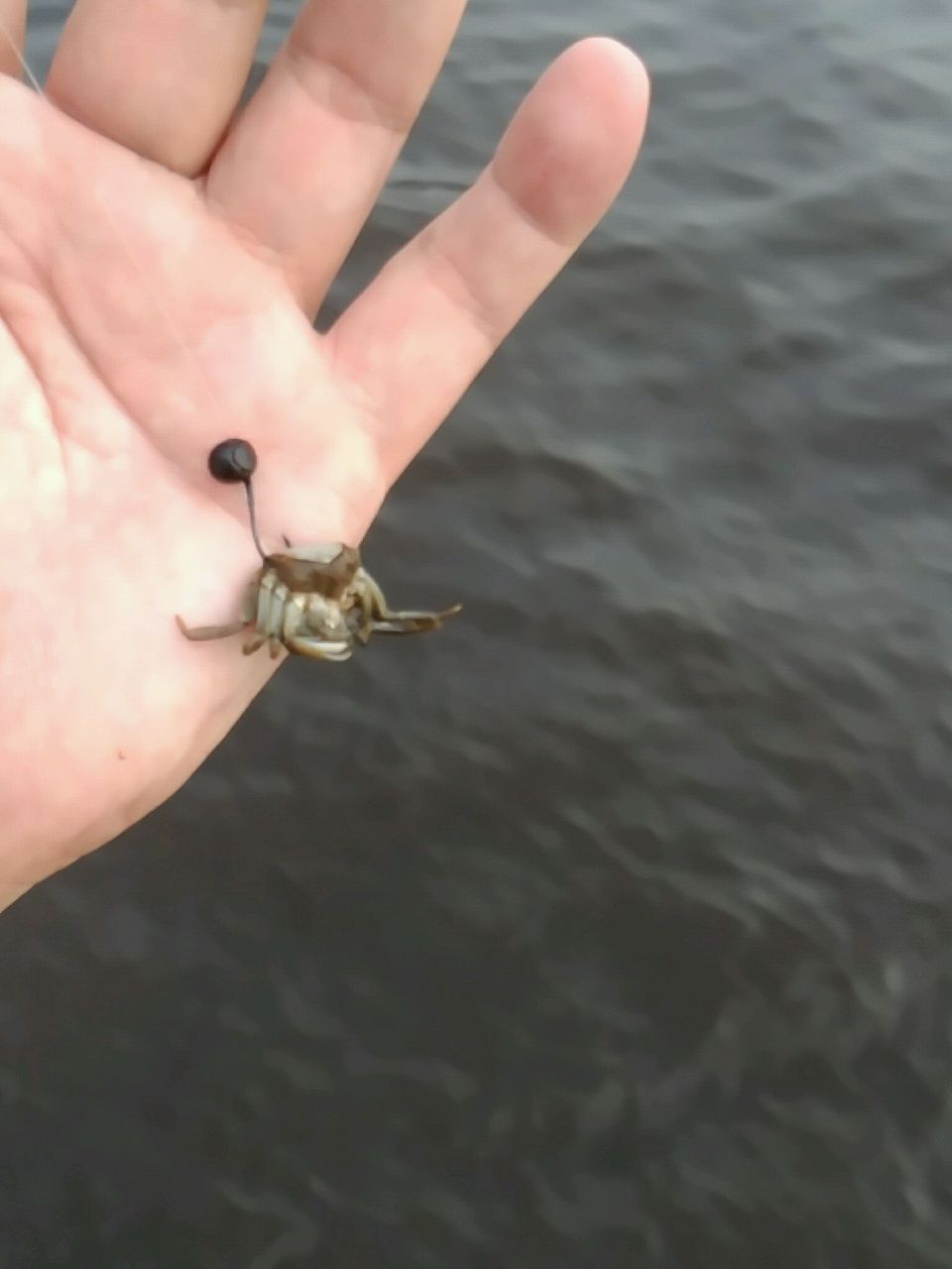 17年07月 へち釣りニャー軍団との闘い