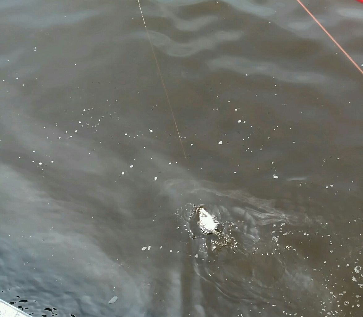 17年07月 へち釣りニャー軍団との闘い