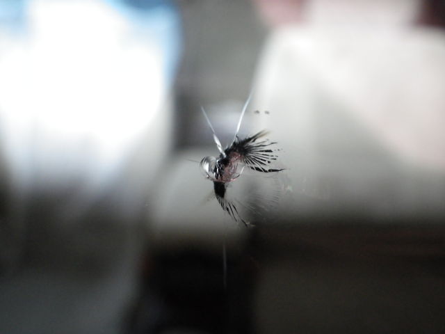 自動車 ガラスリペア 飛び石 ガラス交換 マコトオートサービスの職人なブログ