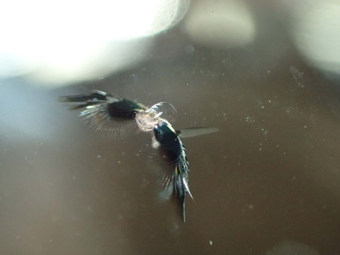 P6010040