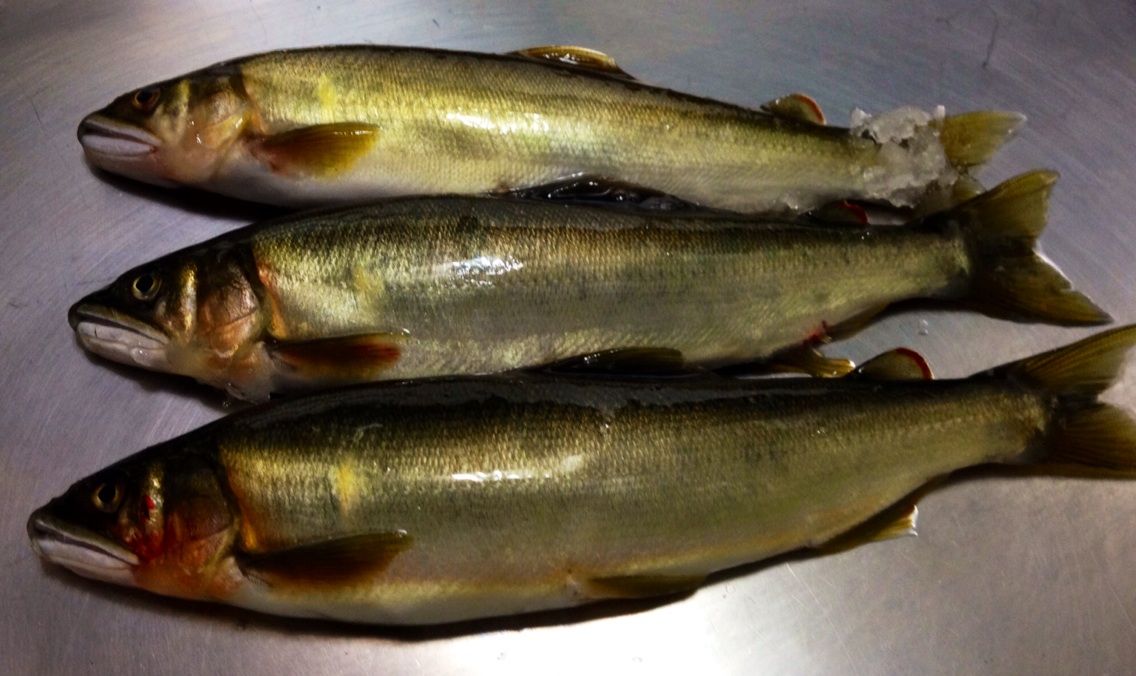 天然鮎と養殖鮎 Makoto Fujitaのblog 渾身の一皿 天然鮎と養殖鮎 Makoto Fujitaのblog 渾身の一皿