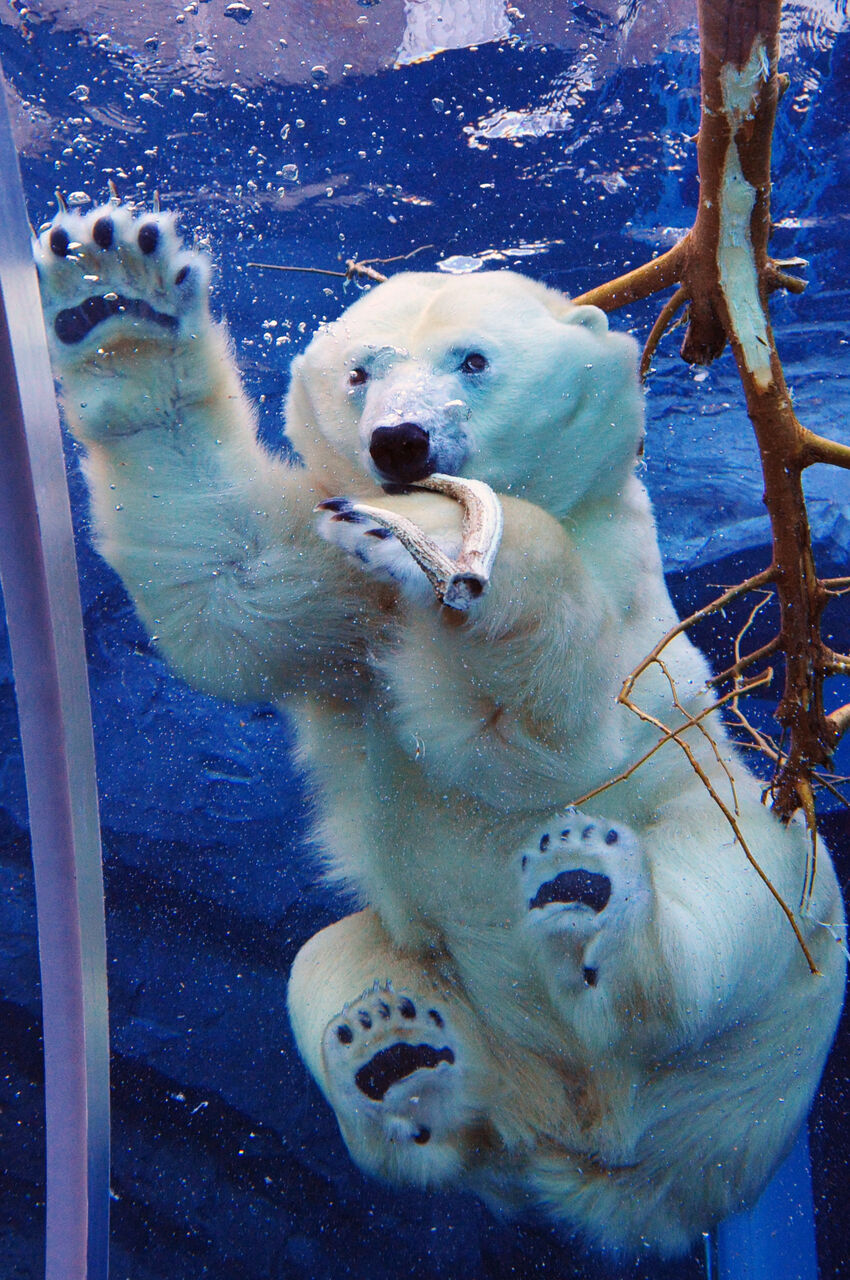 ホッキョクグマの遊びが可愛い1 円山動物園 河野誠の犬と写真と娯楽の日々 ホッキョクグマの遊びが可愛い1 円山動物園 河野誠の犬と写真と娯楽の日々