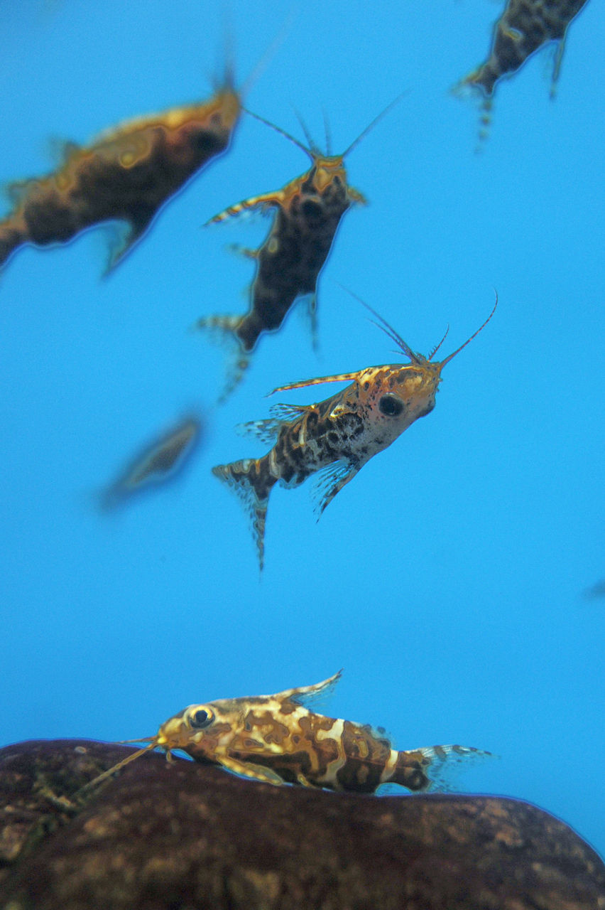 サンピアザ水族館４ 河野誠の犬と写真と娯楽の日々