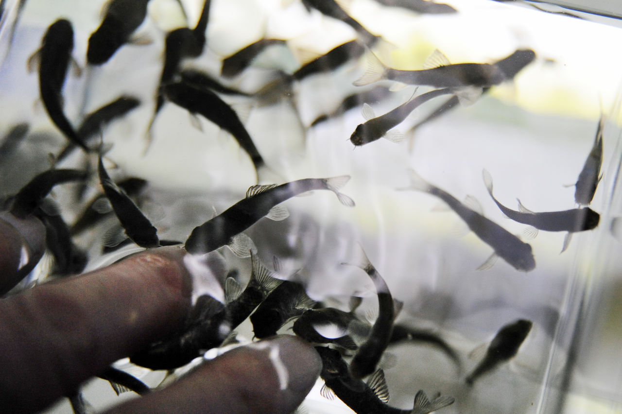 サンピアザ水族館４ 河野誠の犬と写真と娯楽の日々