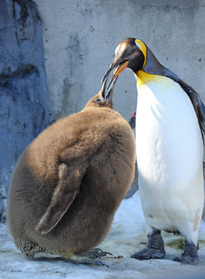 旭山動物園 ペンギンの散歩３ 河野誠の犬と写真と娯楽の日々