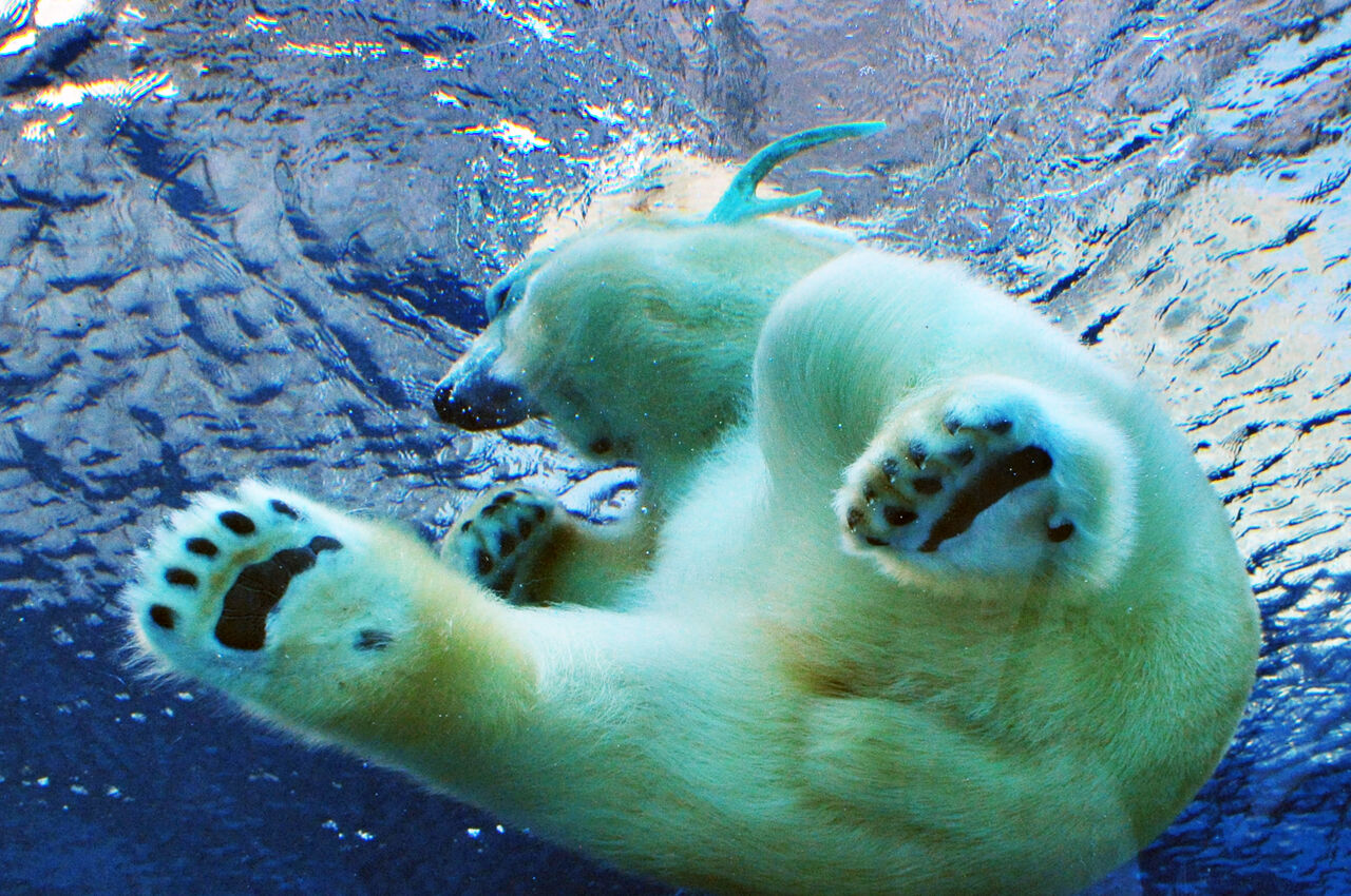 ホッキョクグマの遊びが可愛い８ 河野誠の犬と写真と娯楽の日々