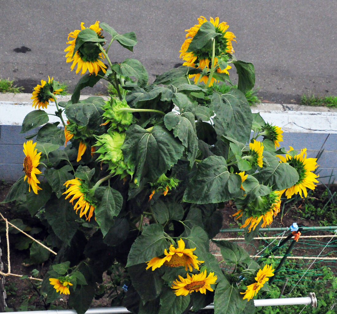 ひまわりの絆プロジェクト９ 河野誠の犬と写真と娯楽の日々