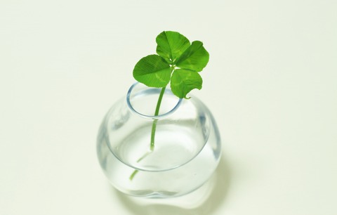 4つ葉のクローバー