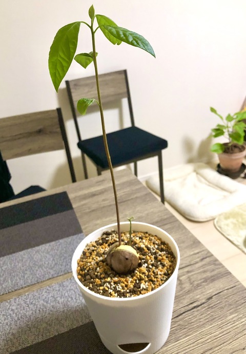 96D42B68-EE62-4A81-95FB-06B13FDB2CE3