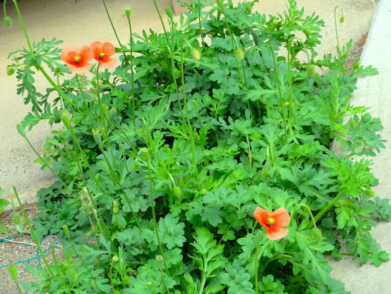 ナガミヒナゲシ 5238 埼玉考現学