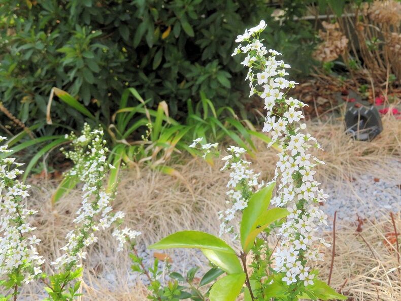 桜だけでない 5943 埼玉考現学