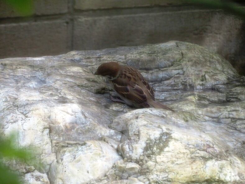 こすずめ 5661 埼玉考現学