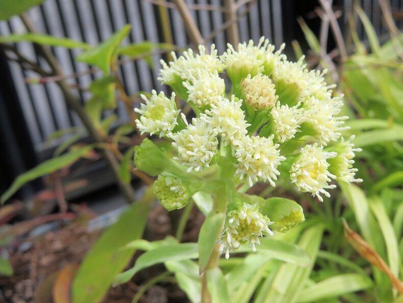 命の芽吹き 5932 埼玉考現学