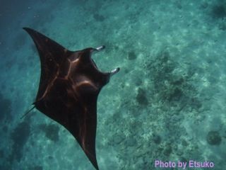 Manta etsuko