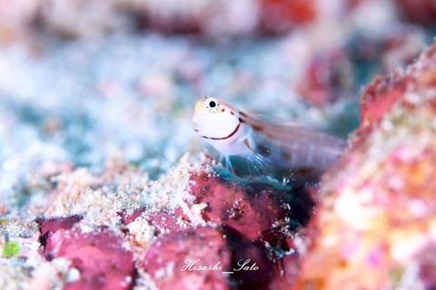 372136576_858087245730862_2048093214612364328_n