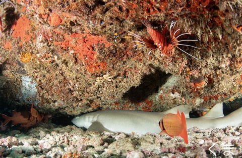 16C5AECD-81EA-4E1B-AF39-4A8BC43D0ED4