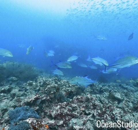 282A8CAB-96CC-433D-8153-92F17206F7A6