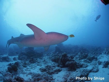 48345015_516609282183227_5744607316330676224_n