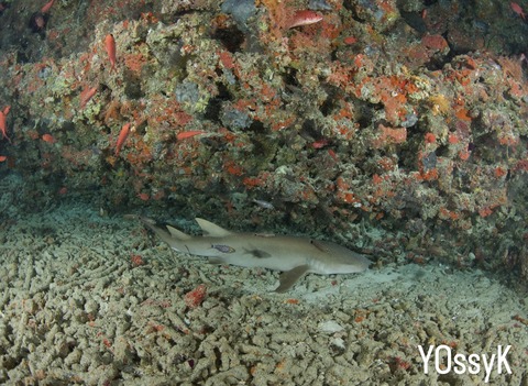 37340536-36DA-4419-8A2A-0099E2F33D98