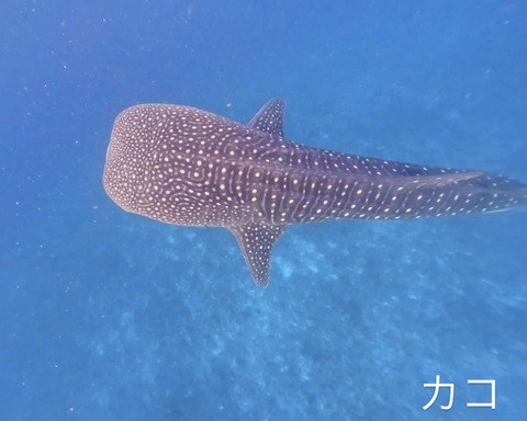 D8394A41-2762-45EA-850F-08784E32BB6C