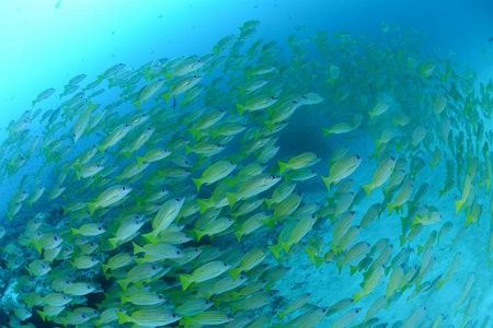 38885519_2133376960250300_8970830184643035136_n