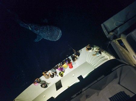 41761437_2233665373534146_7329707216447995904_n