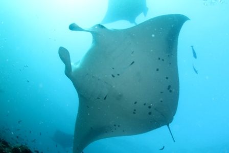 マンタクリーニング　橋本