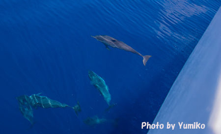 6日目のイルカ