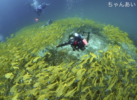 D8A8B53A-D3B1-4BEC-A94D-942A438C4C5F