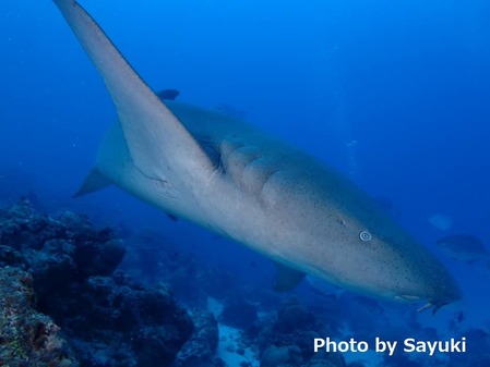 44246226_1293034740835535_4552425678879850496_n