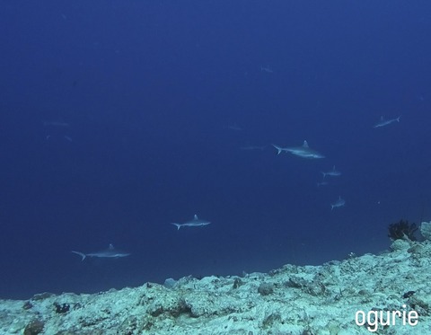 D201C706-D56B-479F-95D5-5360B5542843