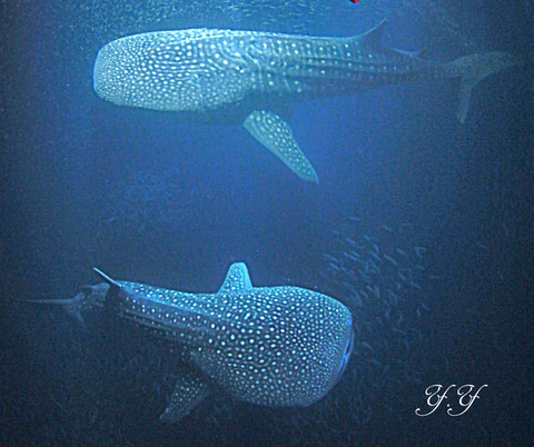 7008871A-14AA-4B86-8BED-833310E537A4