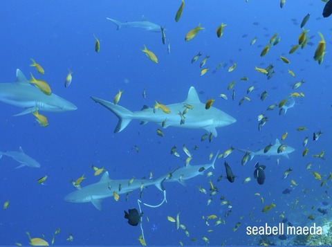 8DB9AB19-6709-4493-A6CC-572AECD30593