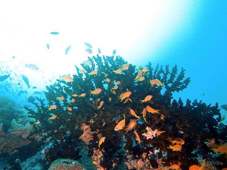 44034099_2130585580603753_1760480229609963520_n