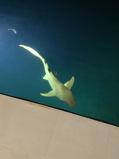 42347395_358511961557041_2706997528800264192_n