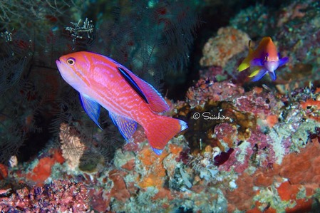 40461127_401354613729796_7581834479761620992_n